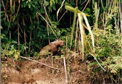 Capybara