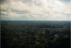 View of the canopy from the air