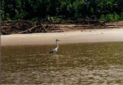 There was a heron every few hundred metres