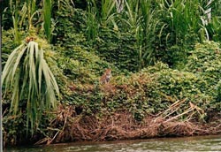 The jaguar sitting there looking at us!