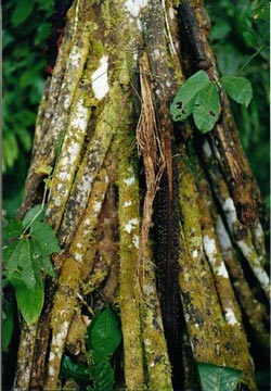 A tree which has exposed roots