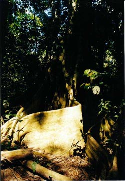 Huge buttressed roots of a cedar tree