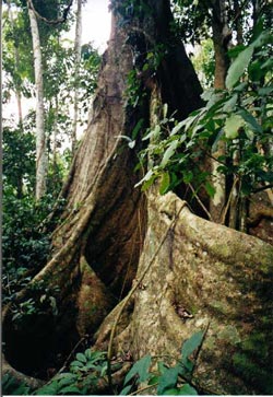 another huge cedar tree